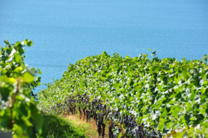 Le Lac de Neuchâtel et le Pinot Noir Les Tires Bouvet-Jabloir Auvenier Neuchâtel
