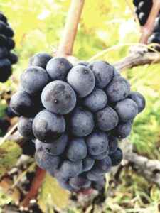 Grappe de Pinot Noir Les Tires Bouvet-Jabloir Auvenier Neuchâtel
