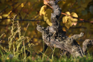Cep de Pinot Noir Les Tires Bouvet-Jabloir Auvenier Neuchâtel