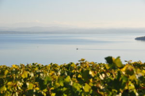 Vue de la parcelle de Pinot Noir Les Tires Bouvet-Jabloir Auvenier Neuchâtel
